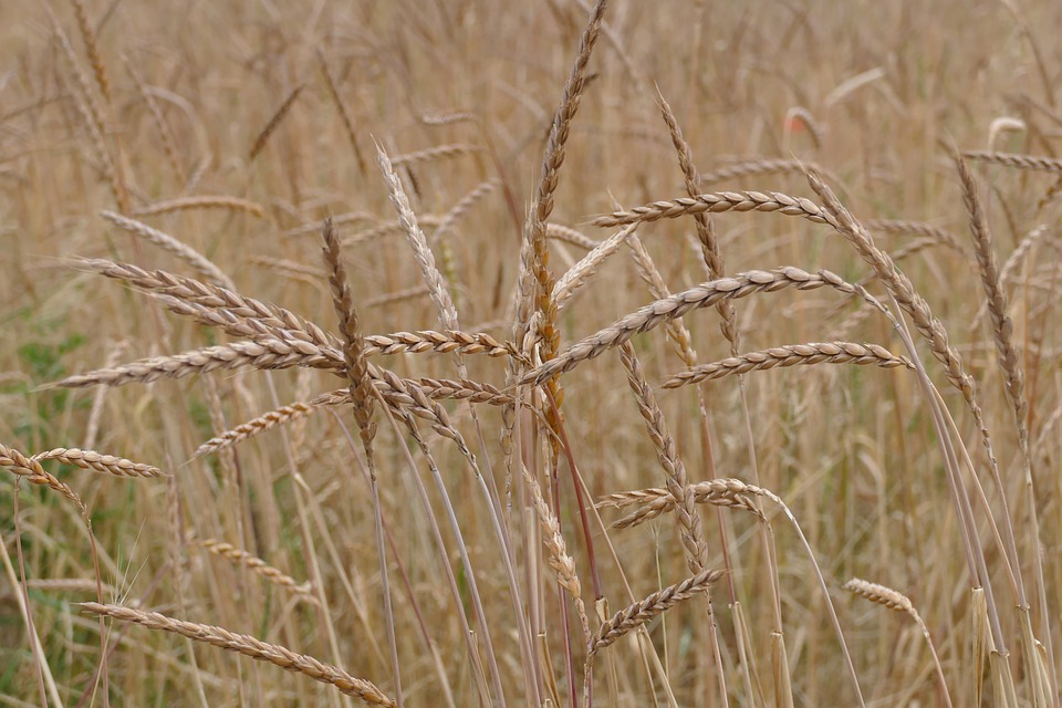 pšenice špalda